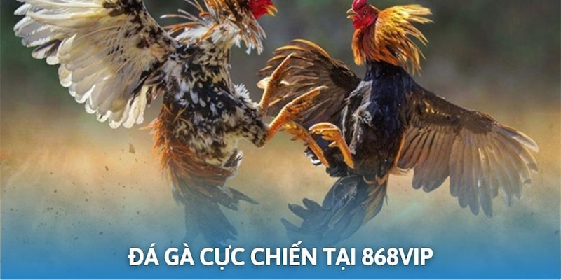 Đá gà tại cá cược 868vip mang lại cho người chơi những giây phút thú vị