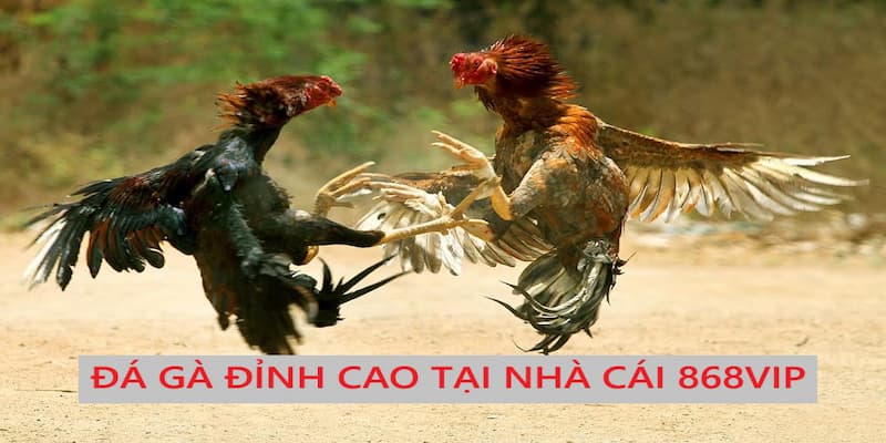 Những trận đấu kê thượng hạng và kịch tính ngay tại đây